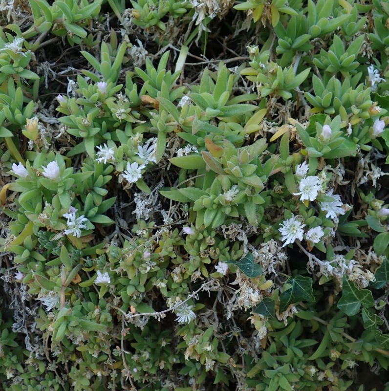 Delosperma ECKLONIS