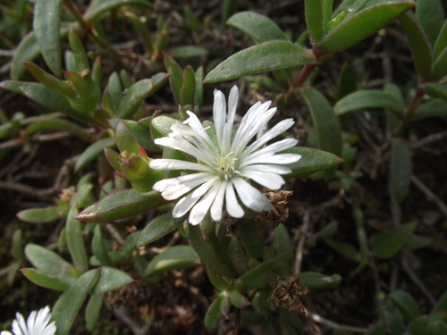 Delosperma ECKLONIS