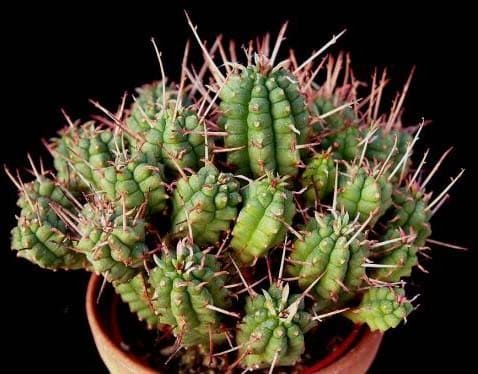 Euphorbia FEROX