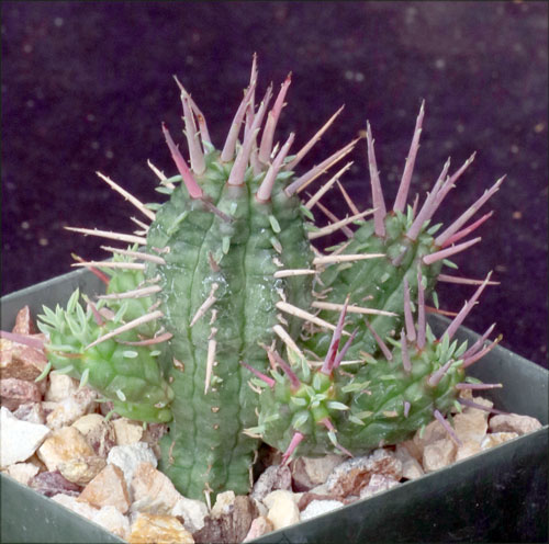 Euphorbia FEROX