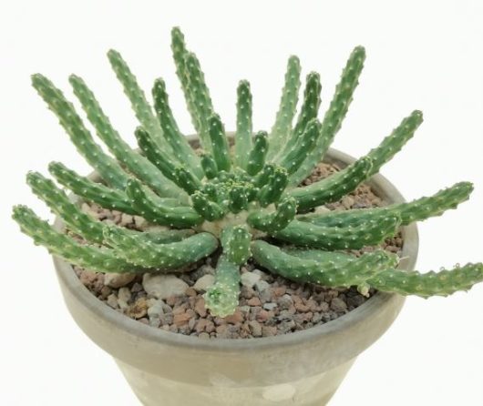Euphorbia INERMIS