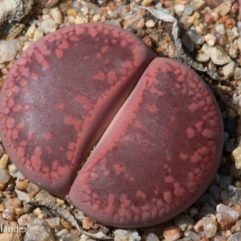 Lithops AUCAMPIAE FIRE BRAND