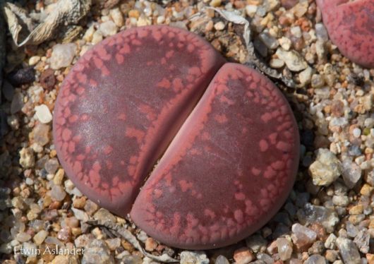 Lithops AUCAMPIAE FIRE BRAND