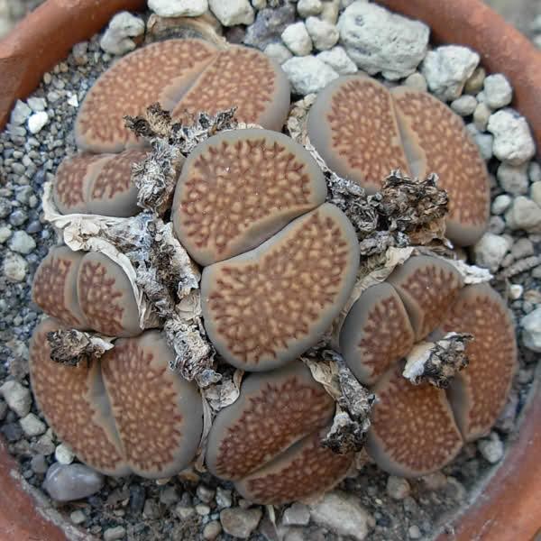 Lithops SALICOLA RETICULATA