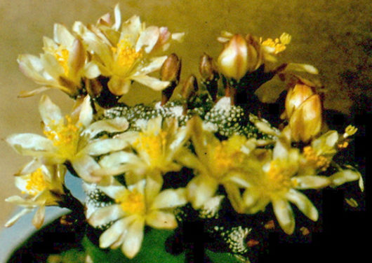 Blossfeldia CAMPANIFLORA