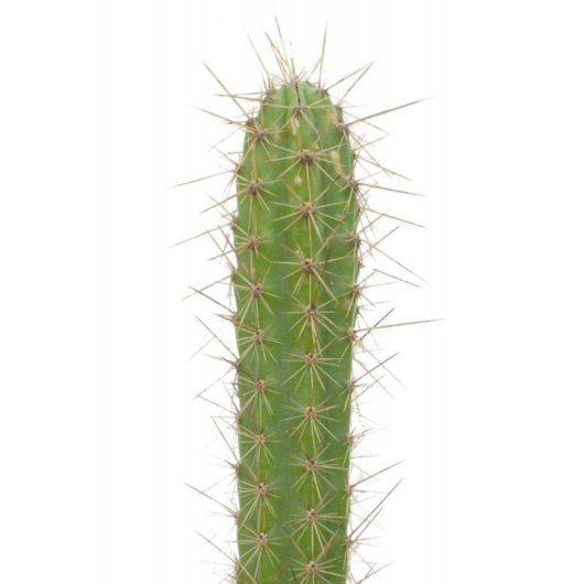 Corryocactus URMIRIENSIS