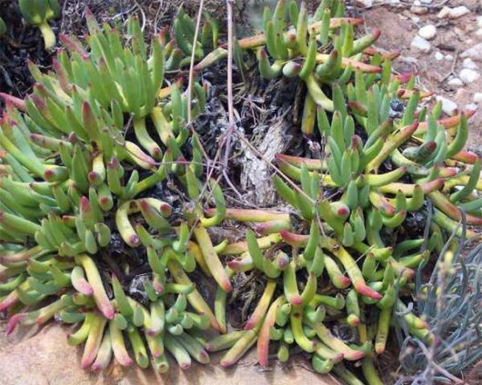 Cylindrophyllum TUGWELLIAE