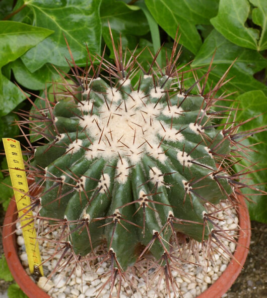 Echinocactus GRANDIS