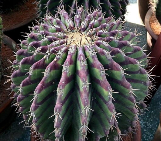 Echinocactus GRANDIS