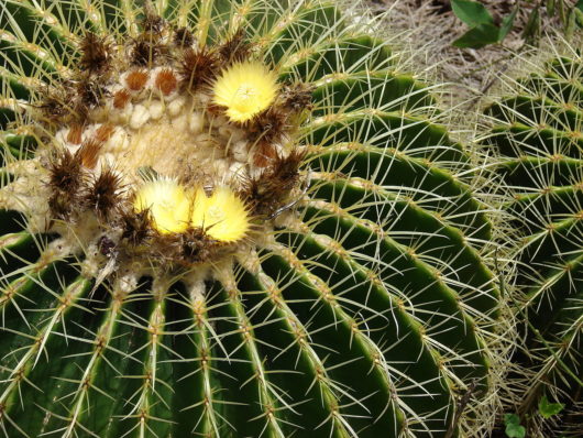 Echinocactus GRUSONII