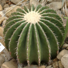 Echinocactus PLATYACANTHUS
