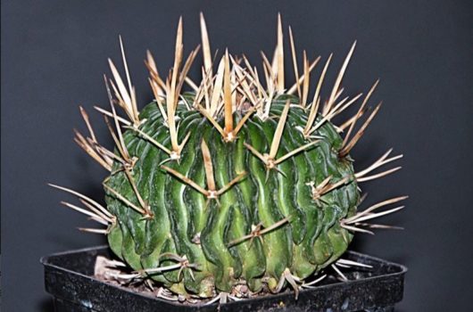 Echinofossulocactus ARRIGENS