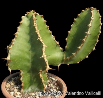 Euphorbia COOPERI