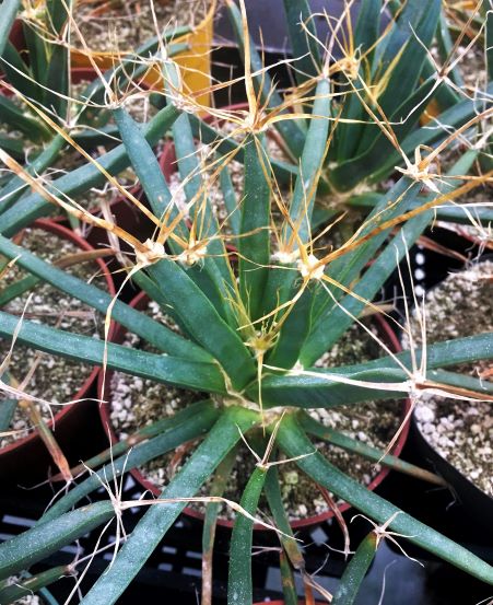 Leuchtenbergia PRINCIPIS