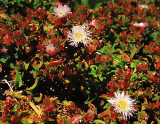 Mesembryanthemum ALATUM