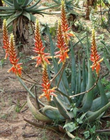 Aloe CRYPTOPODA