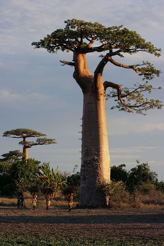 Adansonia GRANDIDIERI