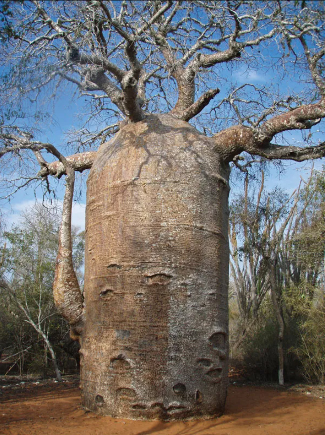 Adansonia GRANDIDIERI