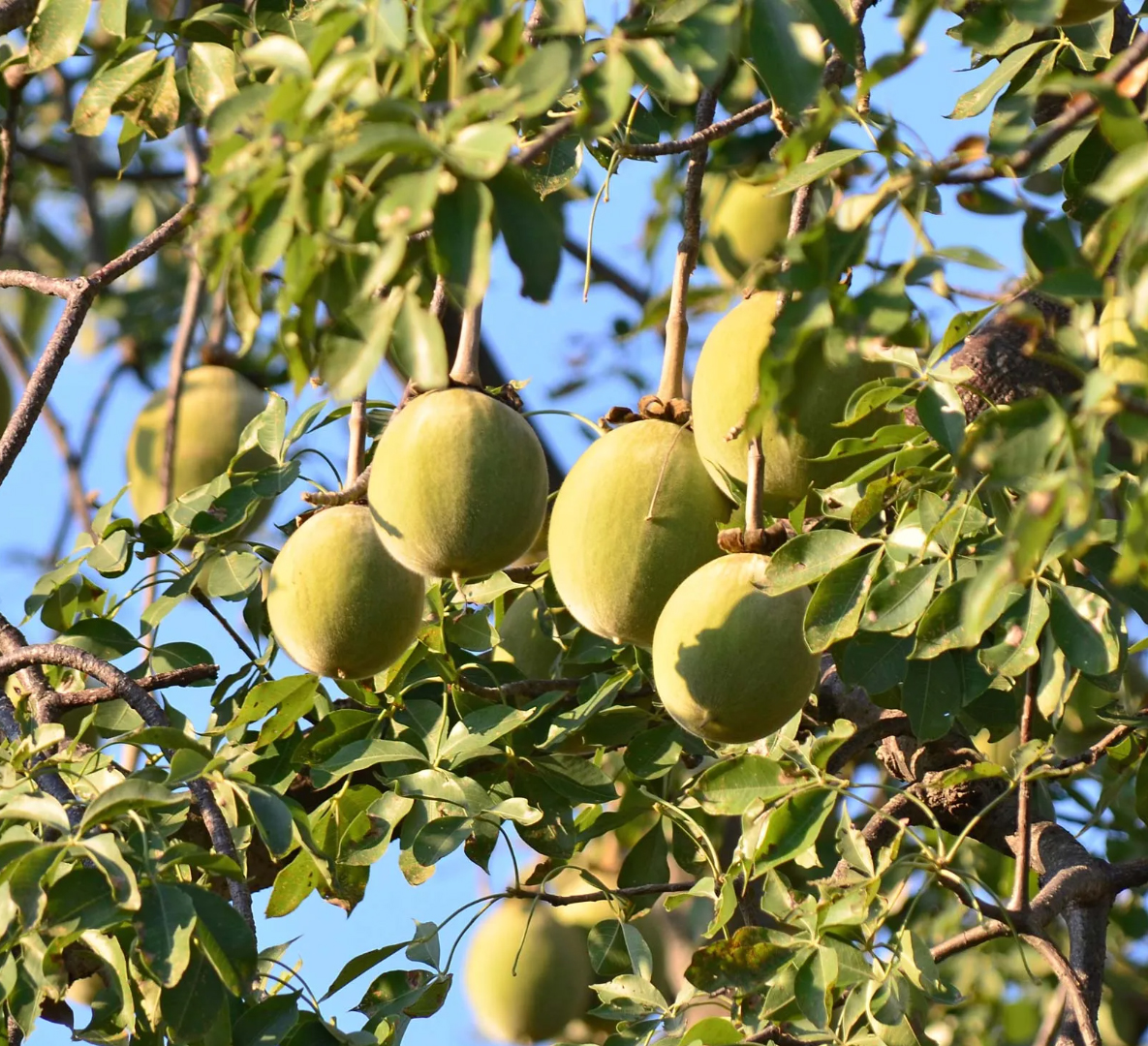Adansonia GRANDIDIERI