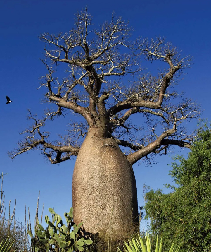 Adansonia GRANDIDIERI