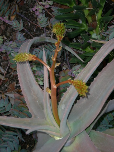 Aloe FLEXIFOLIATA