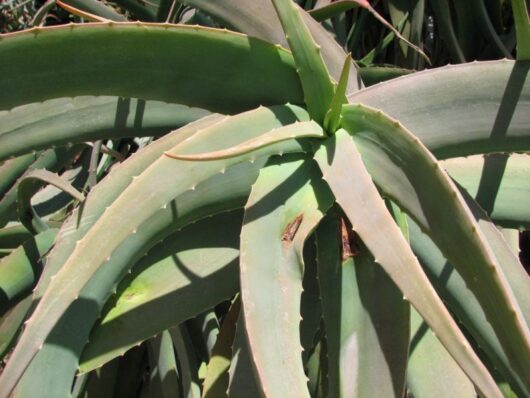 Aloe FLEXILIFOLIA