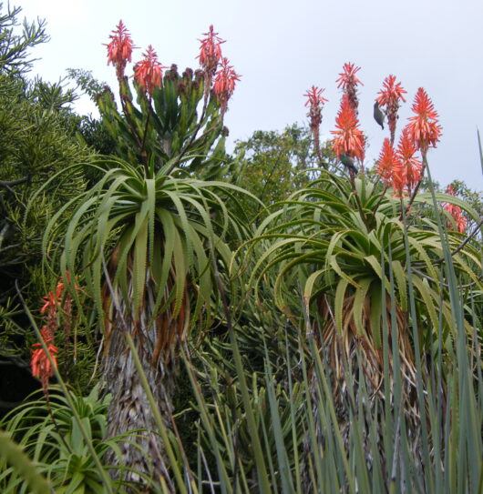 Aloe PLURIDENS