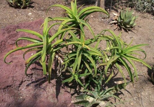 Aloe SCORPIOIDES