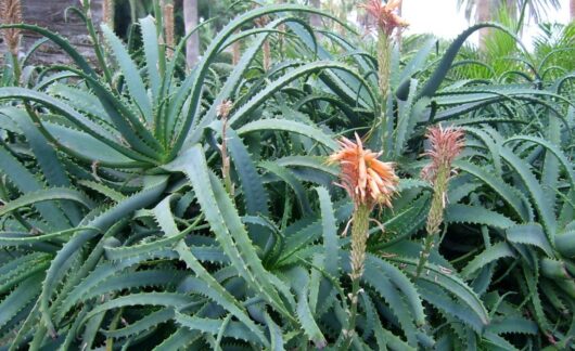 Aloe SOCOTRINA