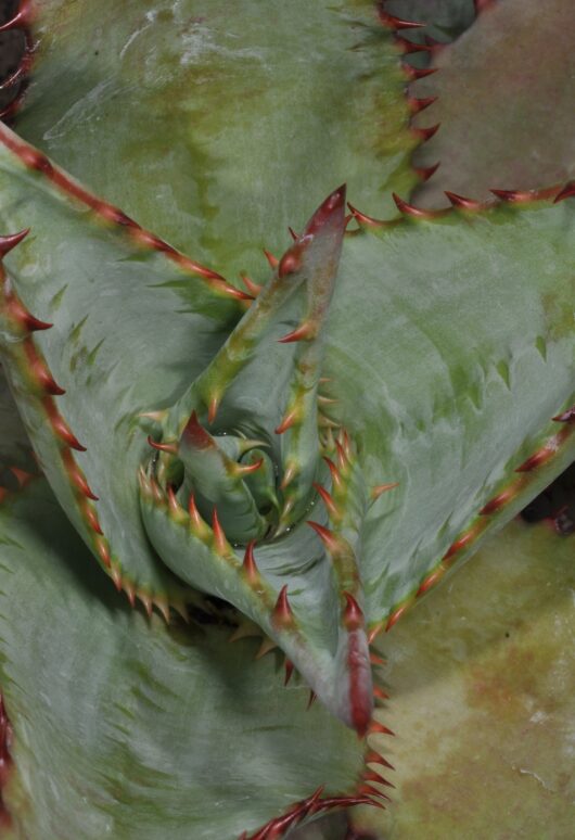 Aloe SOCOTRINA