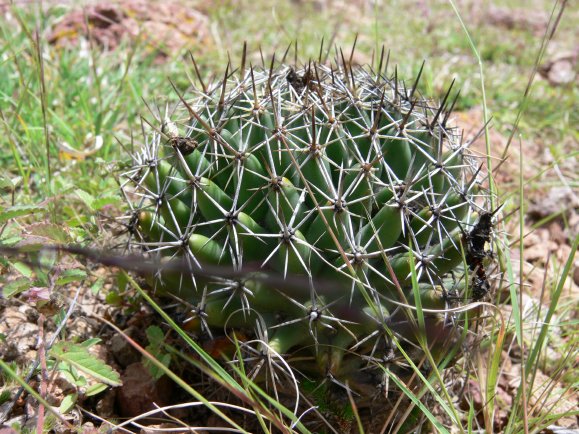 Coryphantha CLAVATA - Корифанта Булавовидная