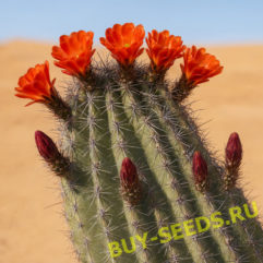 Echinocereus COCCINEUS BELEN