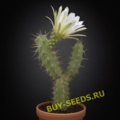 Echinocereus PENTALOPHUS v ALBIFLORUS