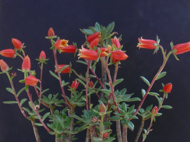 Echeveria HARMSII