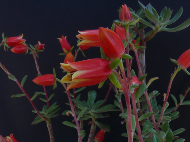 Echeveria HARMSII