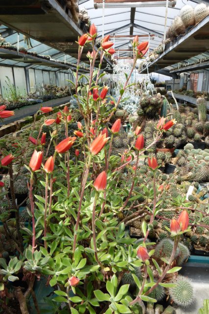 Echeveria HARMSII - Эчеверия Гармса (Эхеверия), 5 семян — изображение 4