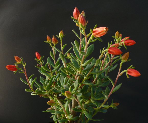 Echeveria HARMSII