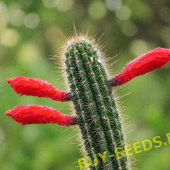 Espostoa BAUMANNII