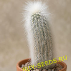 Espostoa LANATA