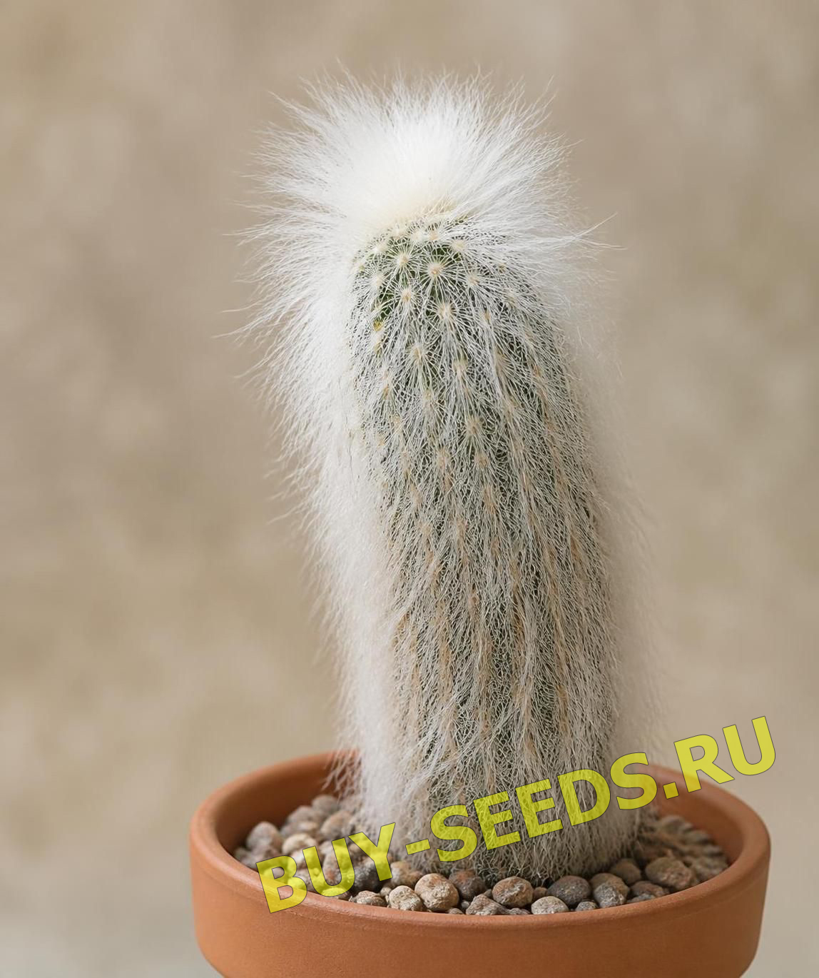Espostoa LANATA