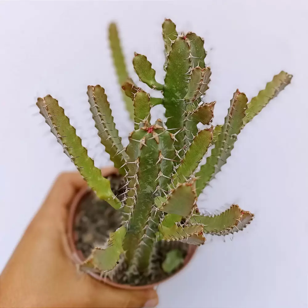 Euphorbia CURVIRAMA
