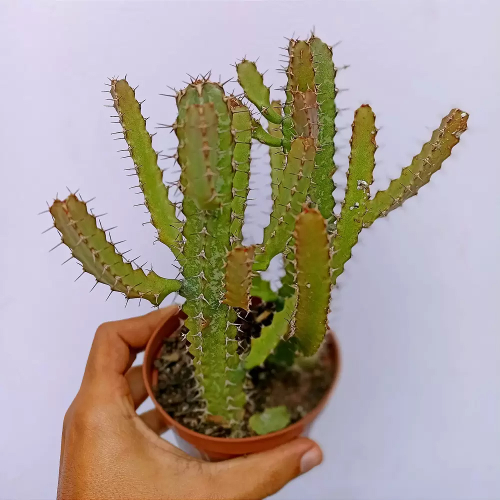 Euphorbia CURVIRAMA