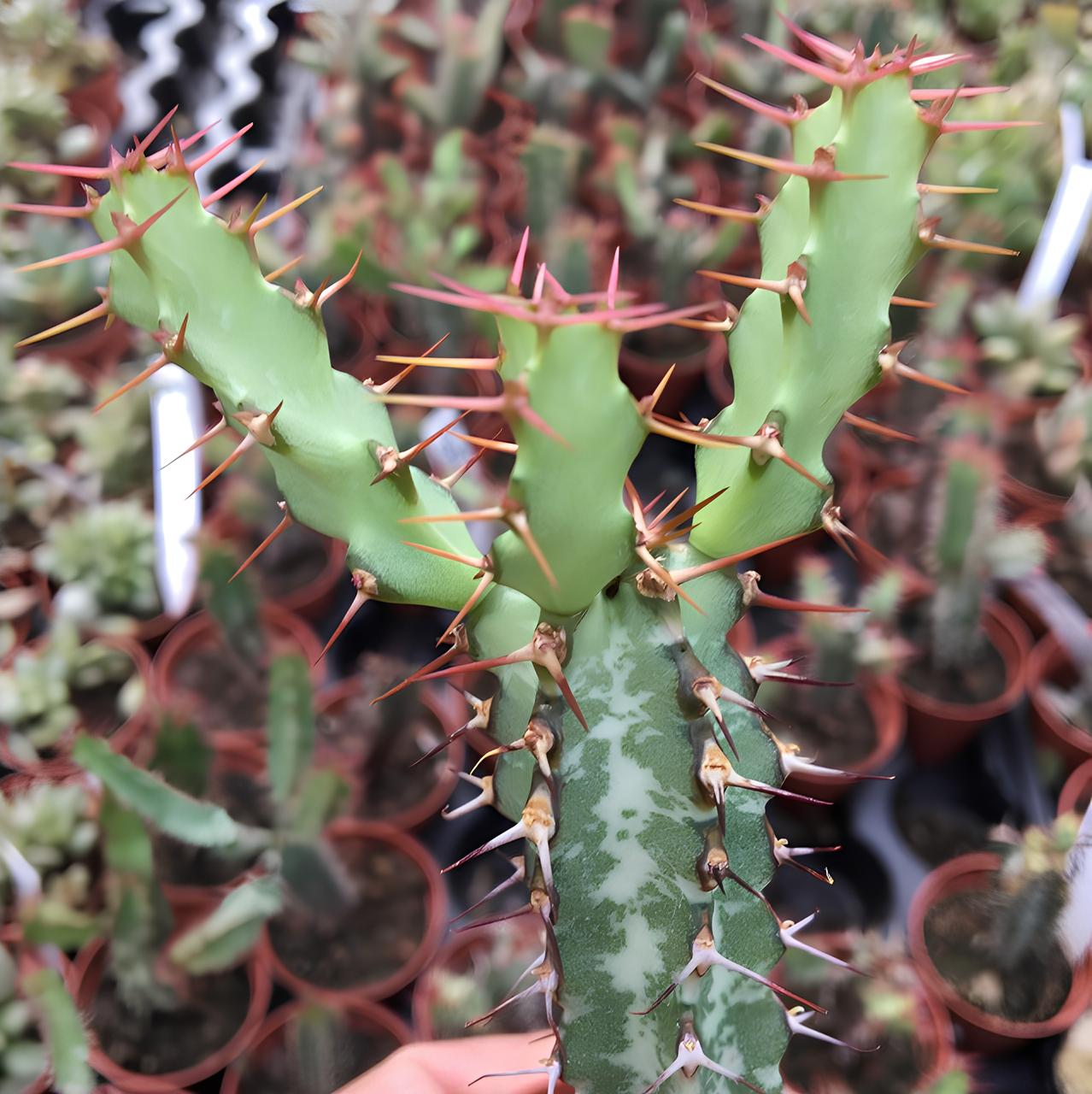 Euphorbia CURVIRAMA