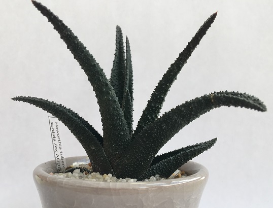 Haworthia SORDIDA x TUBERCULATA