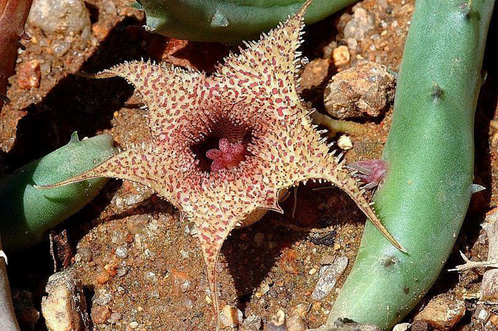 Huernia ARCHERI