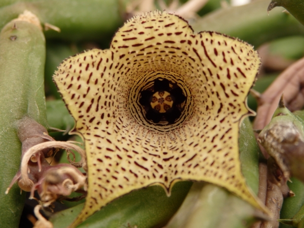 Huernia ARCHERI