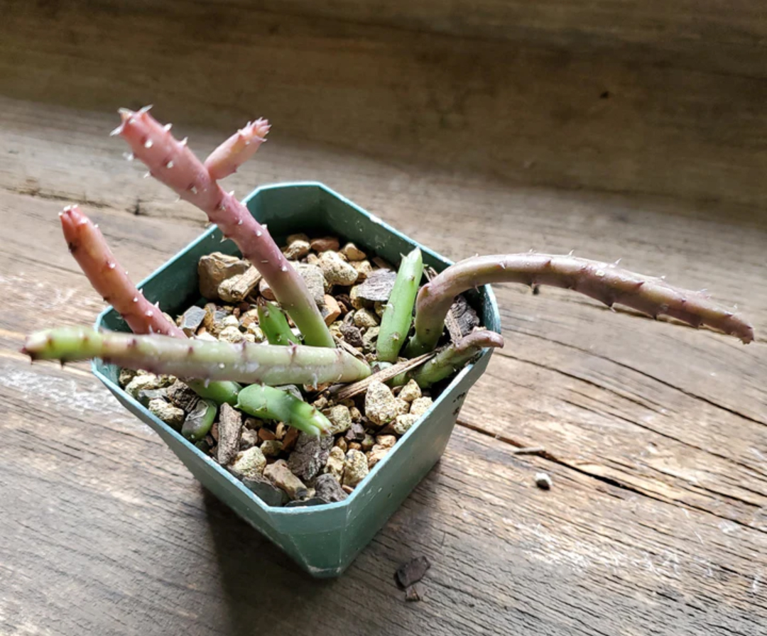 Huernia ARCHERI