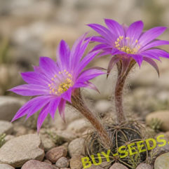 Lobivia CHILENSIS