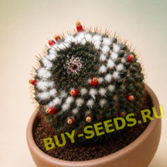 Mammillaria CHINOCEPHALA