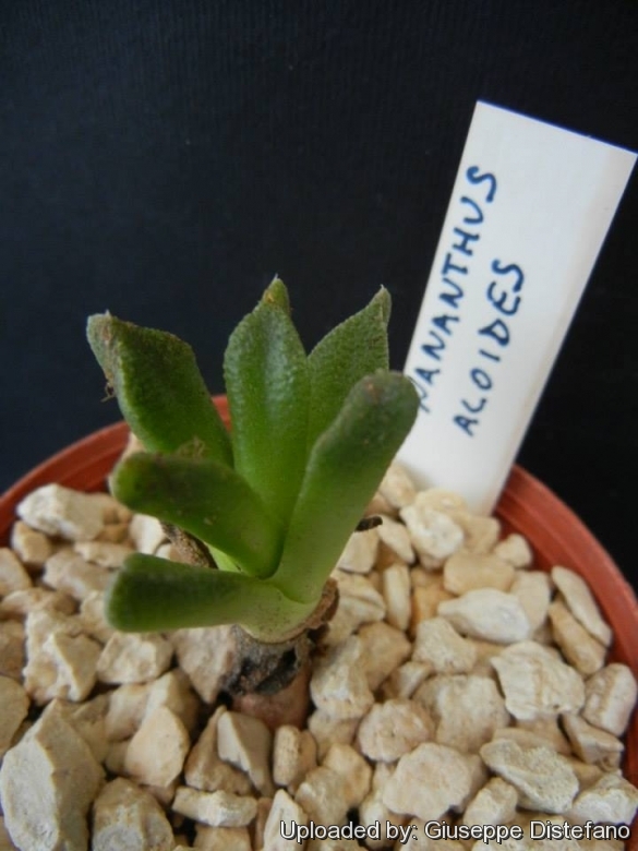 Nananthus ALOIDES